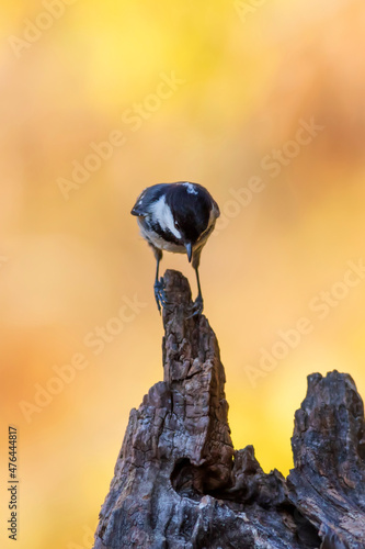 Beautiful bird. Nature background. Coal Tit. Periparus ater. 