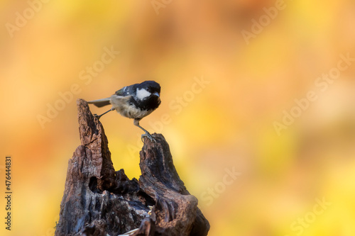 Beautiful bird. Nature background. Coal Tit. Periparus ater. 