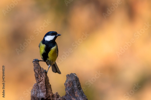 Beautiful bird. Nature background. Great Tit. 