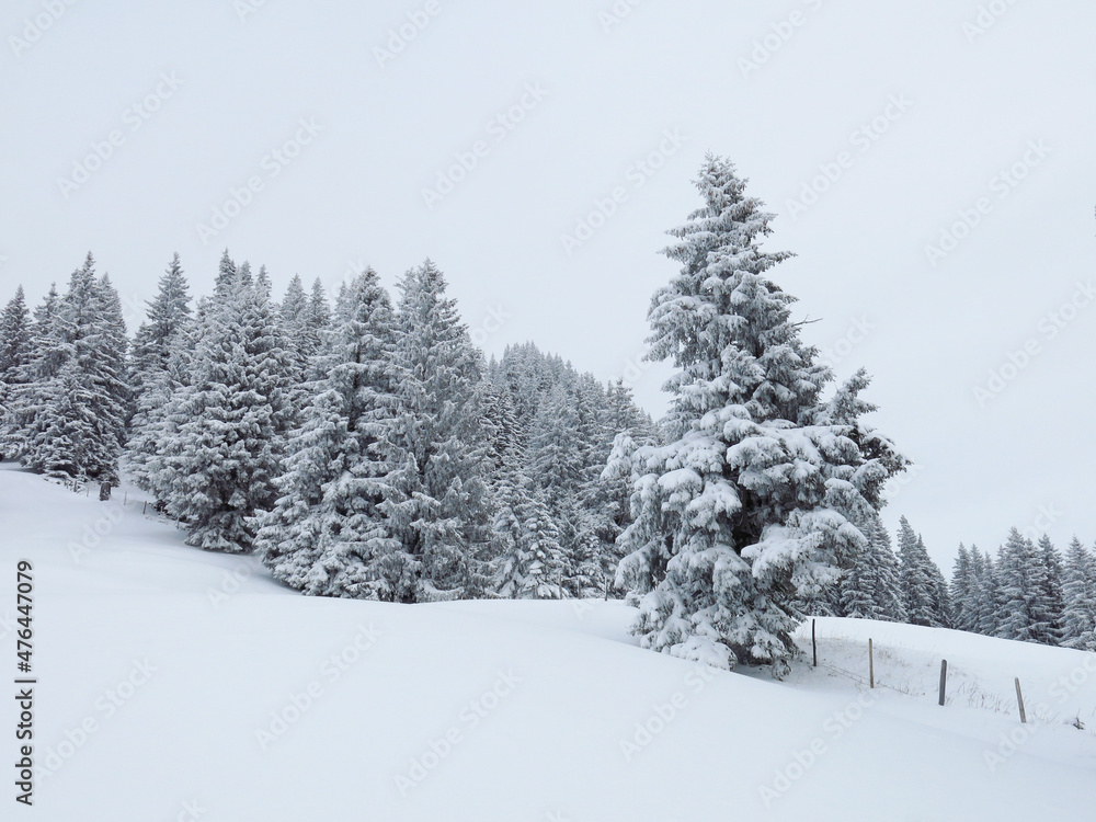 Obraz premium Firs in a winter dress.