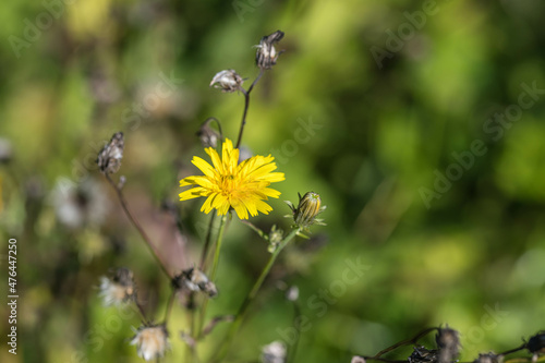 Arnika Blüte, Nahaufnahme photo