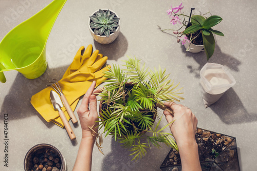 The process of transplanting a houseplant Chamaedorea elegans into a spacious pot. Women's hands take care of home plants photo