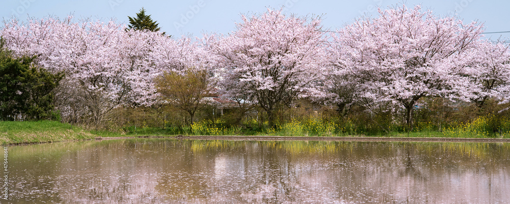 Cherry blossom trees and paddy field before rice planting in Japan 満開の桜の木と水田に浮かぶ花びら Cherry blossom trees and paddy field before rice planting in Japan 満開の桜の木と水田に浮かぶ花びら