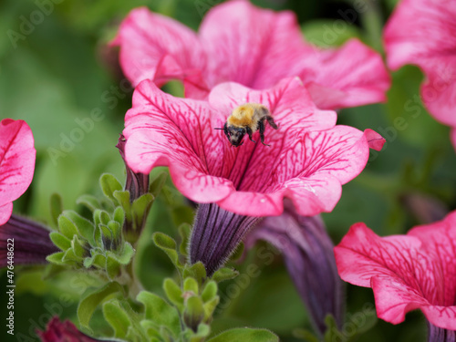 Bombus pascuorum - Bourdon des champs ou bourdon des bocages en vol stationnaire au dessus d'une fleur de pétunia photo