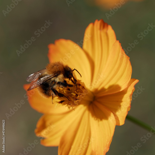 Bombus pascuorum - Bourdon des champs ou bourdon des bocages, pollen stocké dans ses poches butinant sur une fleur de cosmos sulfureux