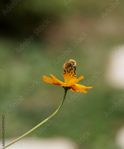 Bombus pascuorum - Bourdon des champs ou bourdon des bocages attiré par le nectar et le pollen d'une fleur de cosmos sulfureux © Marc