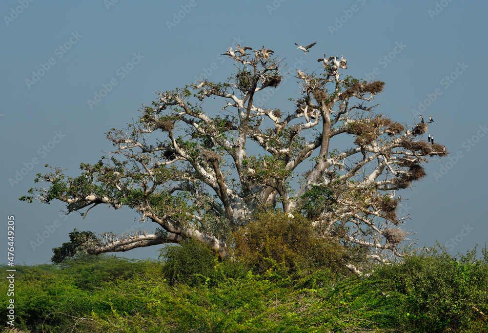 West Africa. Senegal. A huge century-old baobab, on which pelicans and white-breasted cormorants nest. West Africa. Senegal. A huge century-old baobab, on which pelicans and white-breasted cormorants nest.