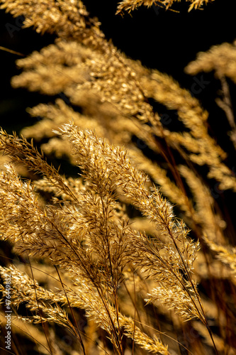 Végétation des alpes