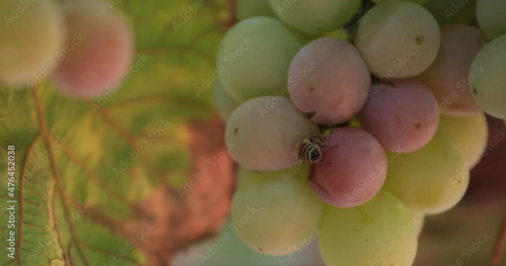 bee feeding on a grape near the harvest defocused selective focus bee feeding on a grape near the harvest defocused selective focus