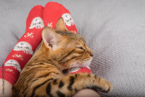 A young Bengal cat lies at the feet of a girl in Christmas socks. photo