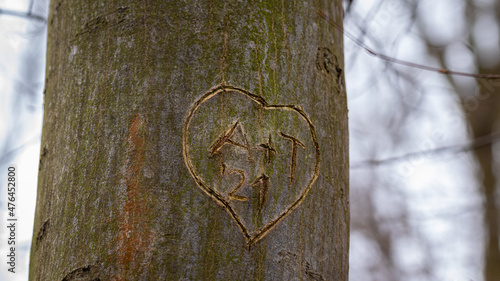serce wyryte w bukowym lesie,