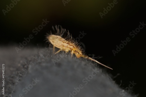 little springtail Orchesella flavescens in detail