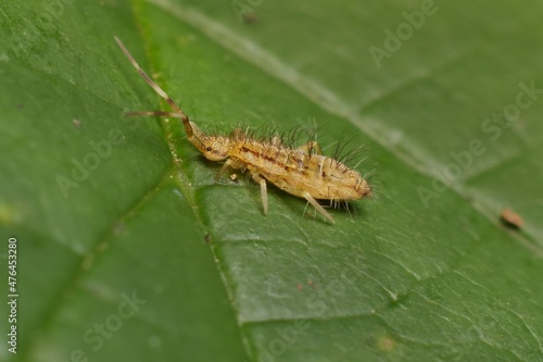 little springtail Orchesella flavescens in detail
