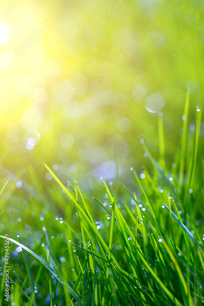 Fototapeta premium green grass with dew drops