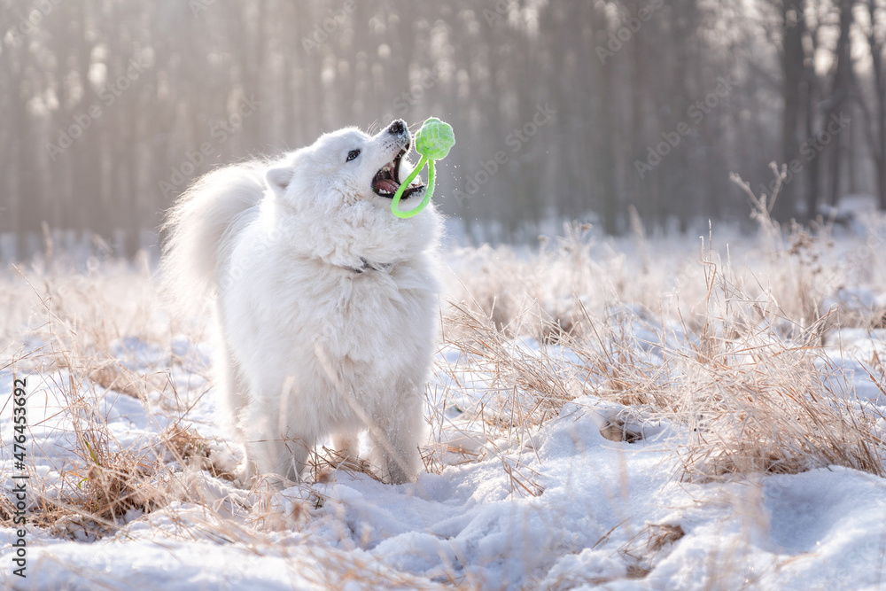 Pies rasy samojed bawi się na śniegu  - obrazy, fototapety, plakaty 