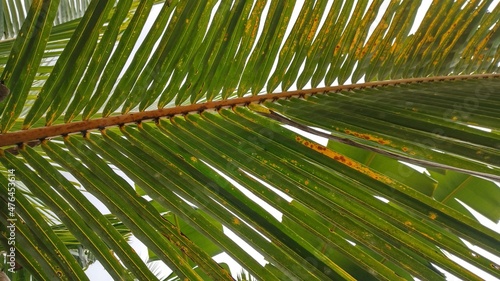 coconut tree leaves