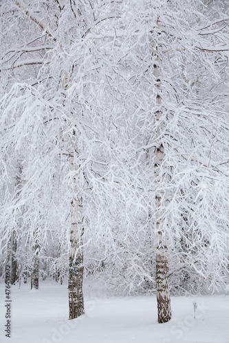 Snowy birches trees frozen in forest, winter monochrome landscape