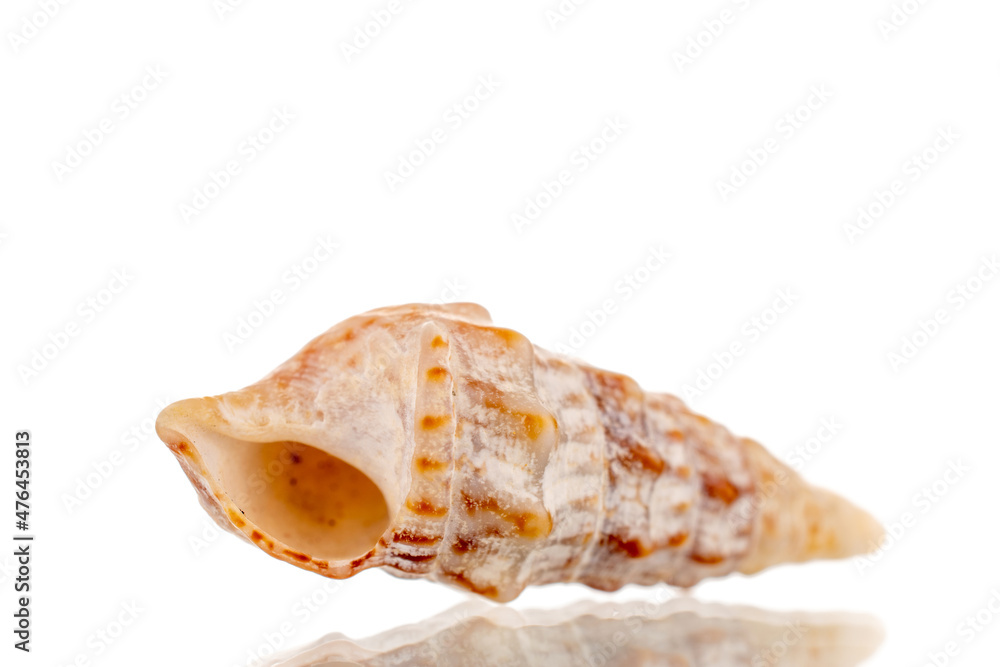 One sea shell, close-up, isolated on white.