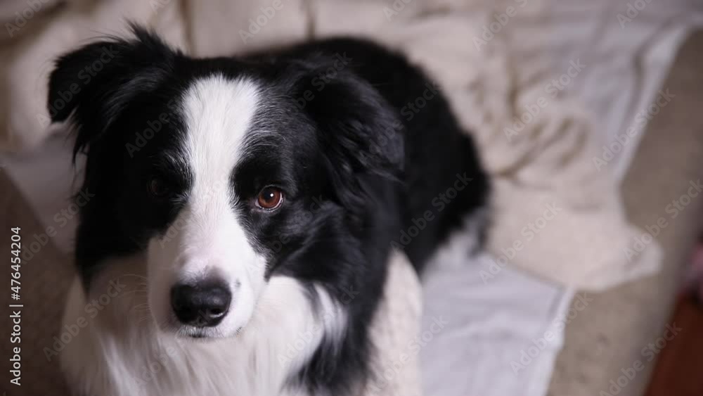 Funny portrait of puppy dog border collie lying on couch bed indoor. Cute pet dog resting playing at home, looking happy and exited. Funny pets animals life concept Funny portrait of puppy dog border collie lying on couch bed indoor. Cute pet dog resting playing at home, looking happy and exited. Funny pets animals life concept