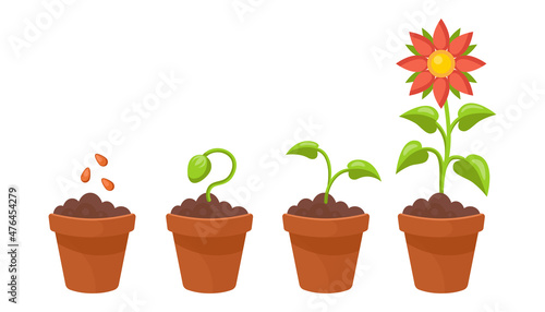 Flower growth stages set. Vector illustrations of sowing plant in soil in spring. Cartoon plant life cycle, phases from seed to sprout and bloom isolated on white. Cultivation, evolution concept