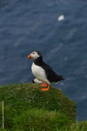 The cute colonies of Atlantic Puffins on Mykines Island in the Faroese mountains © ChrisOvergaard