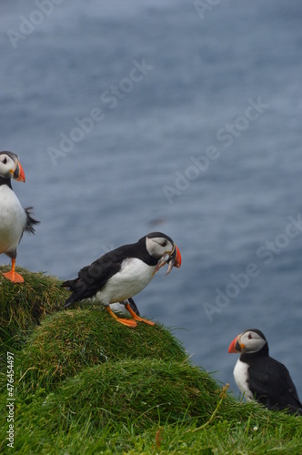 The large colonies of cute Atlantic Puffin birds on Mykines islands on the Faroe Islands