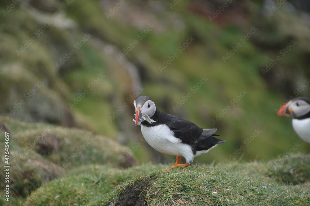 The large colonies of cute Atlantic Puffin birds on Mykines islands on the Faroe Islands The large colonies of cute Atlantic Puffin birds on Mykines islands on the Faroe Islands