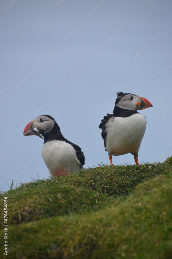 Fototapeta premium The large colonies of cute Atlantic Puffin birds on Mykines islands on the Faroe Islands