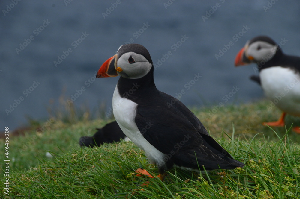 Naklejka premium The large colonies of cute Atlantic Puffin birds on Mykines islands on the Faroe Islands
