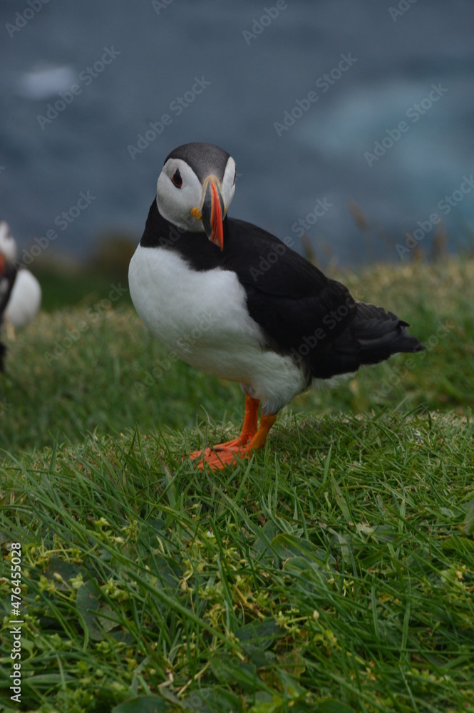 The large colonies of cute Atlantic Puffin birds on Mykines islands on the Faroe Islands The large colonies of cute Atlantic Puffin birds on Mykines islands on the Faroe Islands