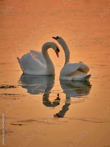 Fototapeta Naklejka Na Ścianę i Meble -  Two beautiful swans on the lake during sunset in winter