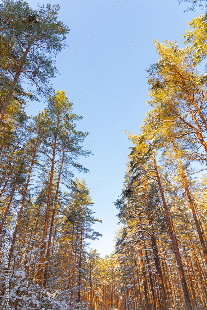 Fototapeta premium Winter forest landscape with pine trees, spruce, snow, tree shadows and forest road covered with snow in Northern Europe. 