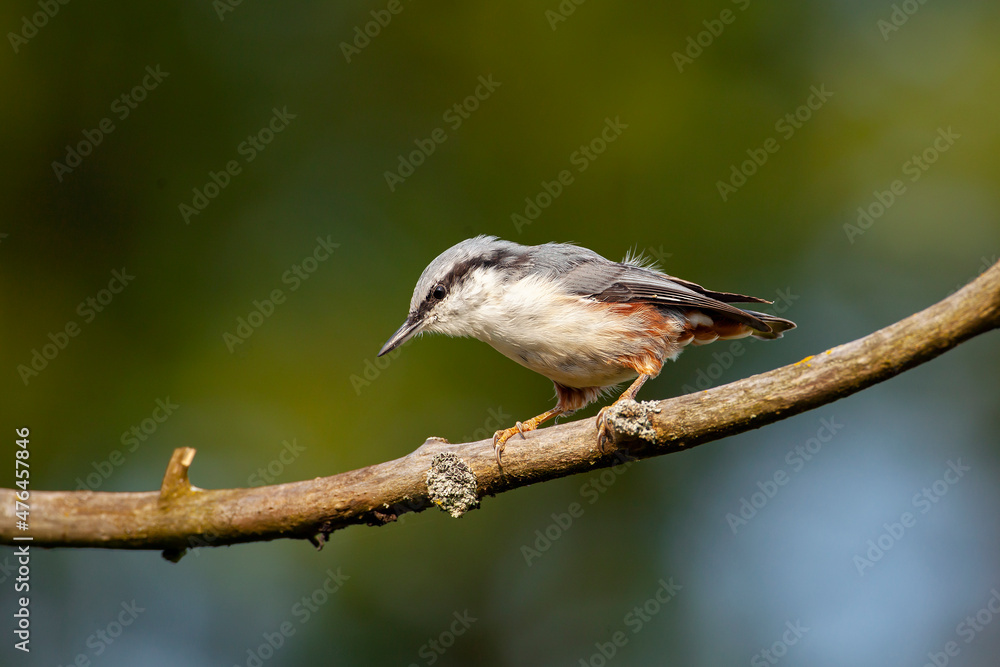 The Eurasian nuthatch on a branch. Birds of Central Russia The Eurasian nuthatch on a branch. Birds of Central Russia