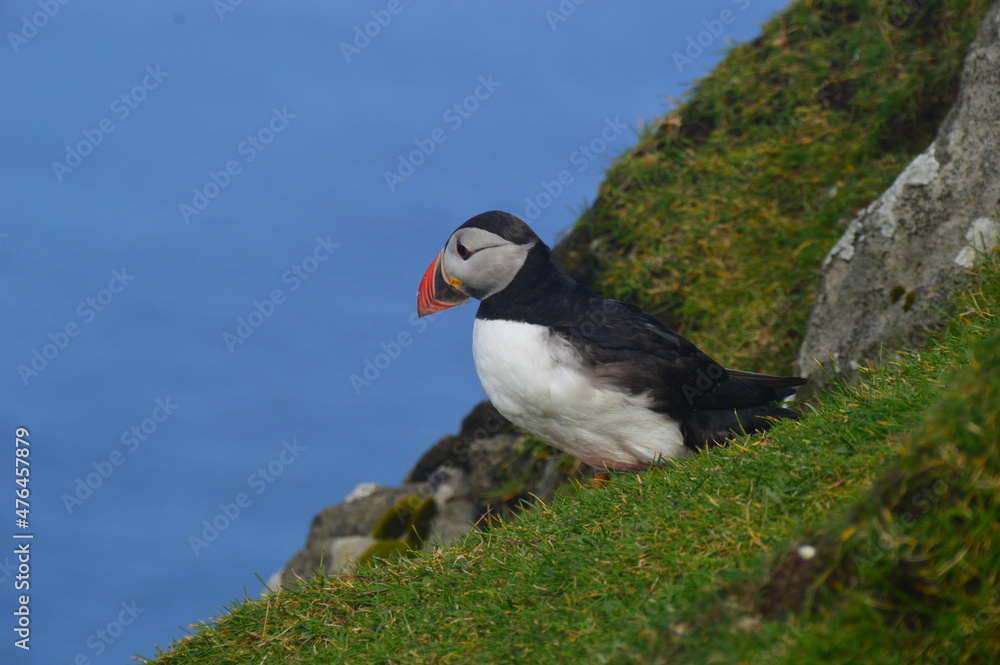 The large colonies of cute Atlantic Puffin birds on Mykines islands on the Faroe Islands The large colonies of cute Atlantic Puffin birds on Mykines islands on the Faroe Islands