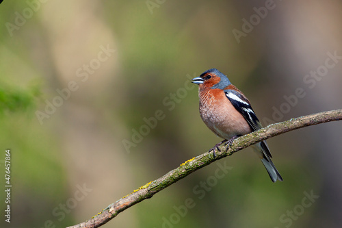 Common chaffinch-Songbird of the finch family. 