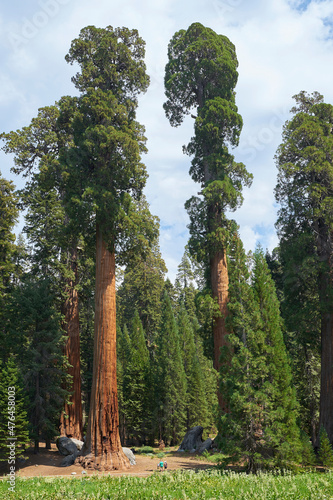 Wallpaper Mural View of giant sequoia trees in Sequoia National Park, California, USA. Torontodigital.ca