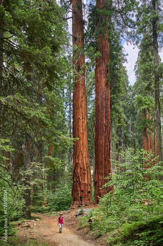 Wallpaper Mural Female hiker in Sequoia National Park, California, USA. Torontodigital.ca