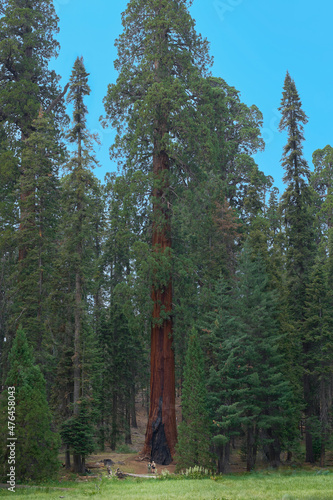 Wallpaper Mural View of giant sequoia tree in Sequoia National Park, California, USA. Torontodigital.ca