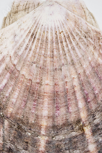 Seashell, ocean shell, close up. Mediterranean scallop shell, Pecten jacobaeus.