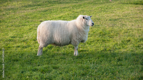 Oveja blanca en pradera de hierba verde