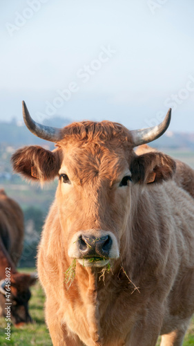 Cabeza de vaca marrón con cuernos pastando