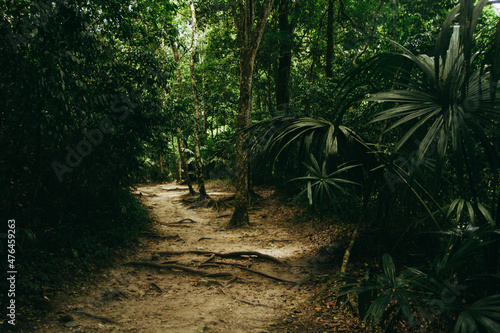 Fotografering camino en medio de Selva petenera