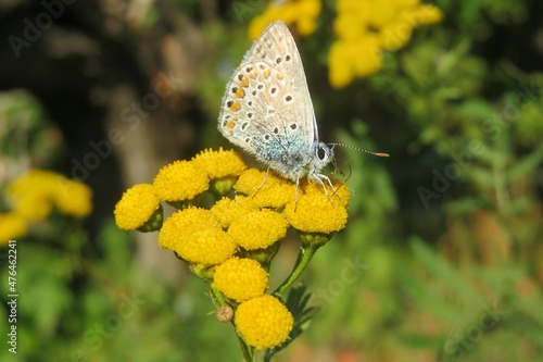 Beautiful agestis butterfly on yellow tansy flowers in the meadow, closeup photo