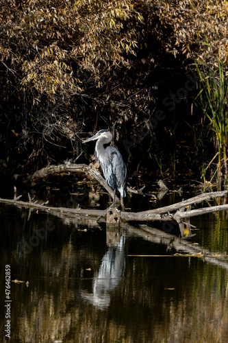 Great Blue Heron Perched on Log © Lowell