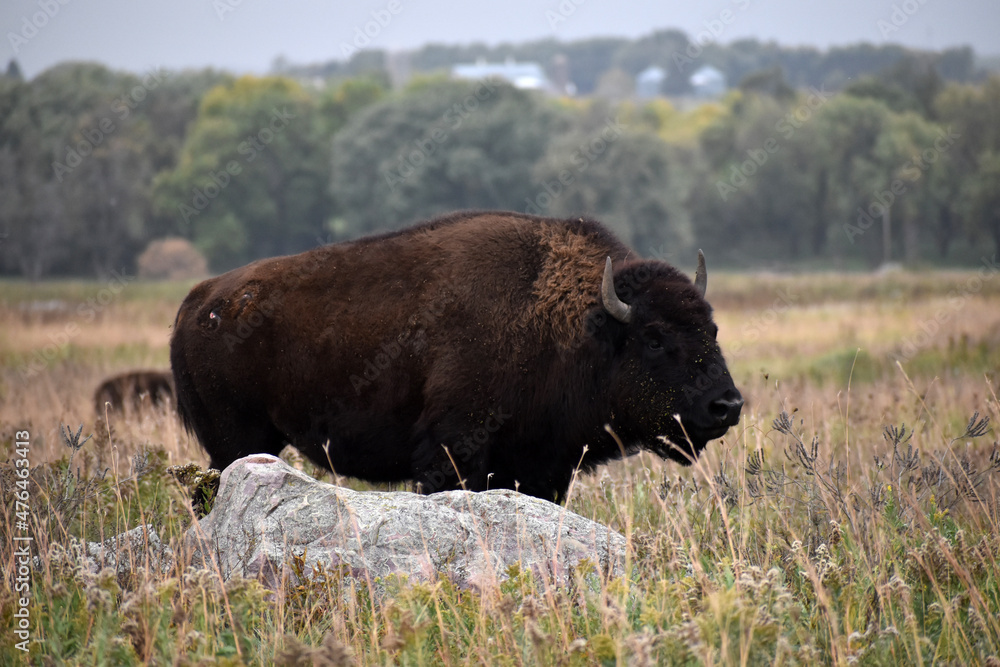 American bison walking and grazing on native prairie grasses American bison walking and grazing on native prairie grasses