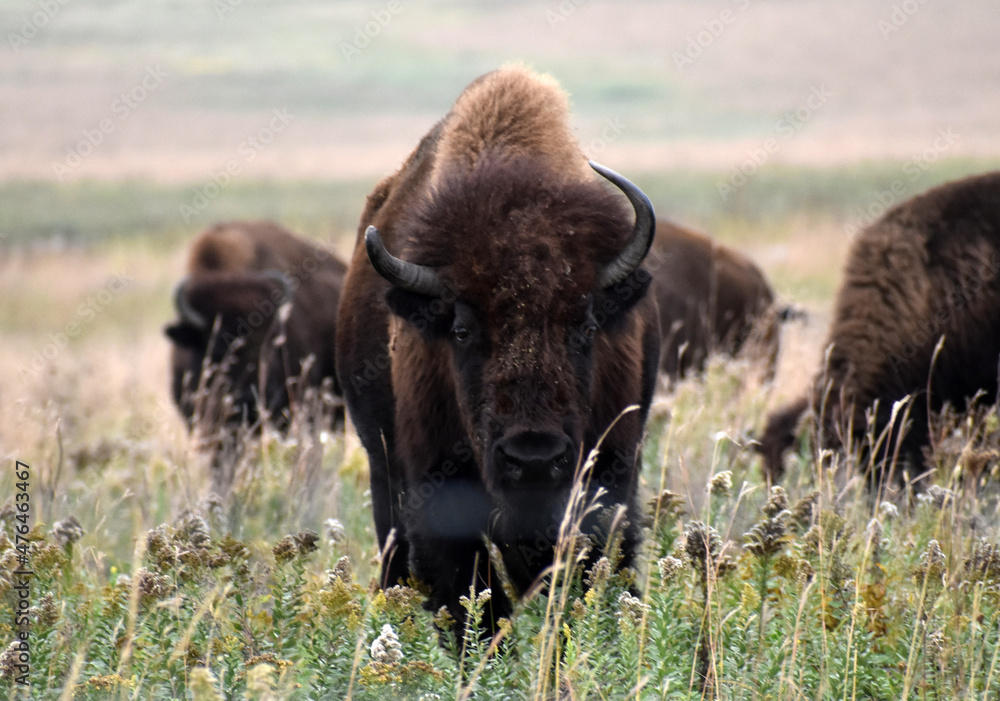 American bison walking and grazing on native prairie grasses