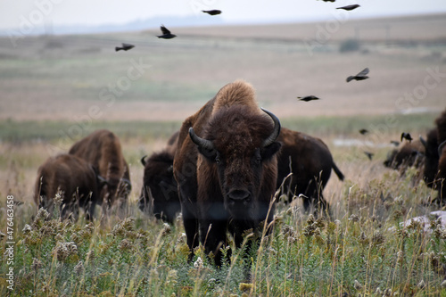 American bison walking and grazing on native prairie grasses