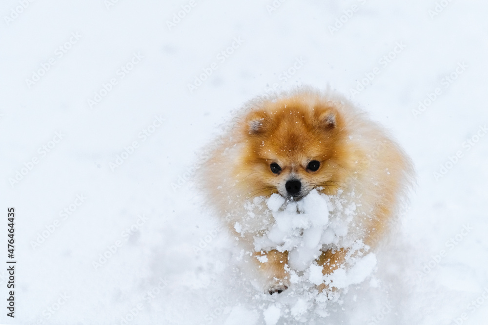 Pomeranian spitz play in the snow