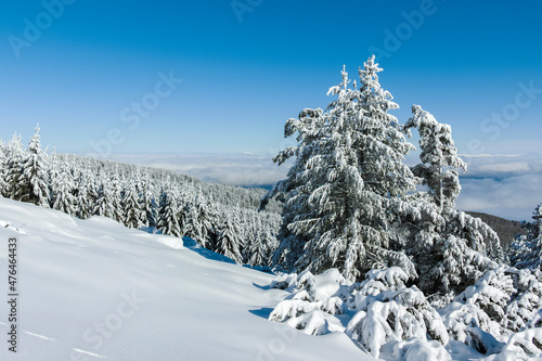 Wallpaper Mural Winter landscape of Vitosha Mountain, Bulgaria Torontodigital.ca