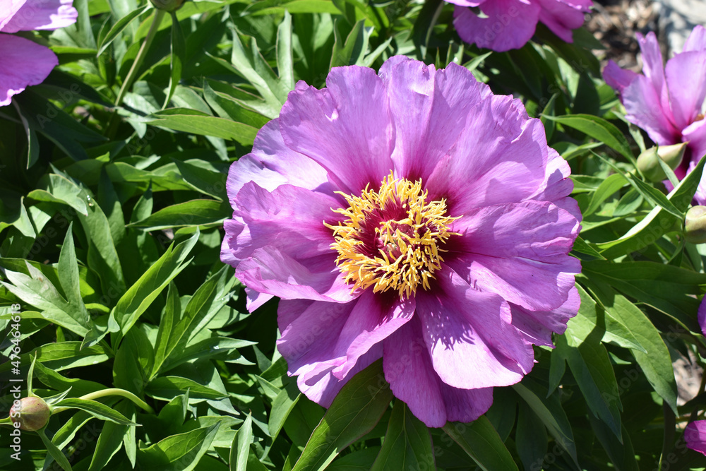 Fototapeta premium Close up of center of pink Itoh Peony (herbaceous peonies) in full bloom.